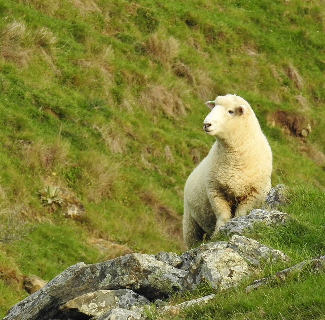 Kaituna Ridges - Dual purpose - meat and wool