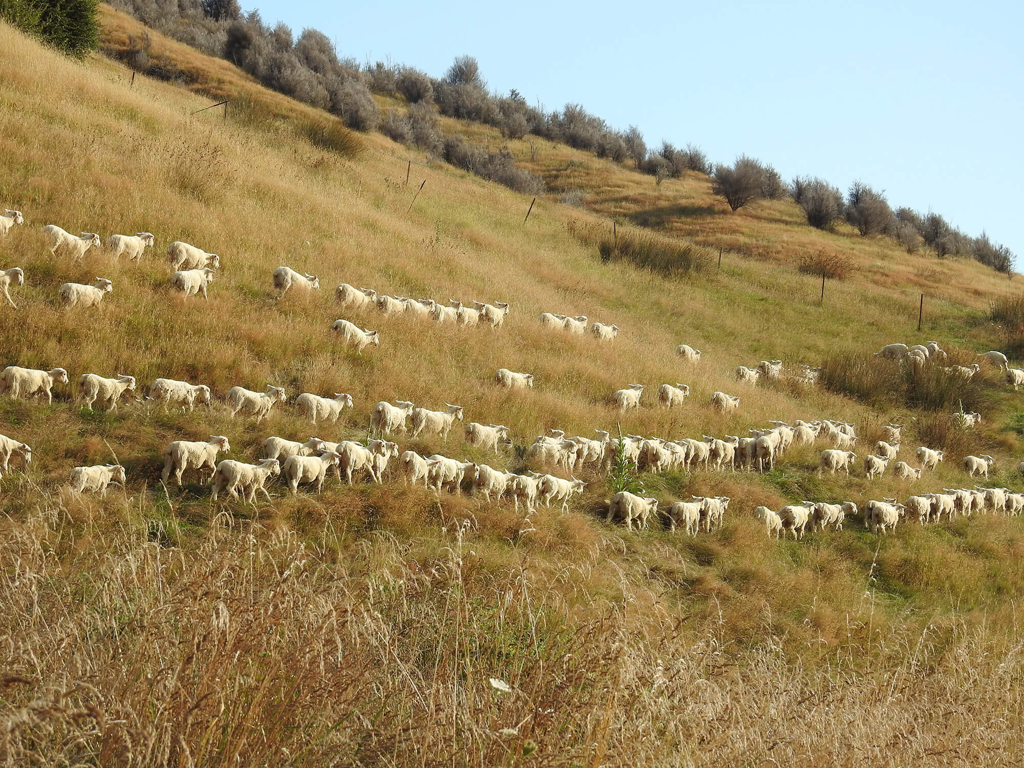 Kaituna Ridges - Stud