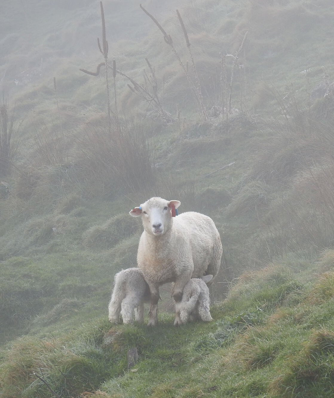 Kaituna Ridges - Kaituna Romneys