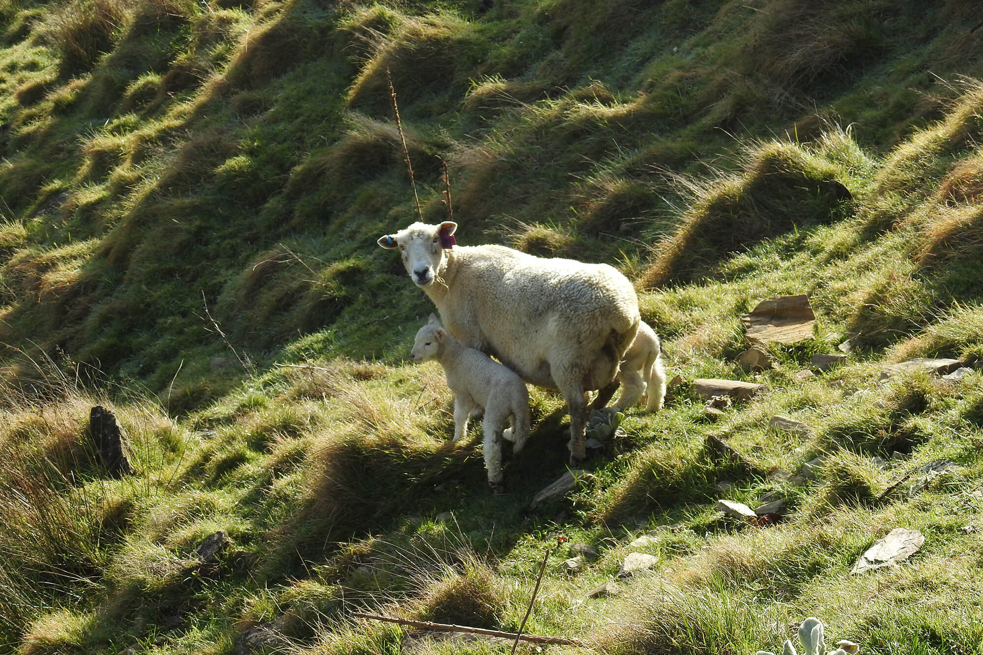 Kaituna Ridges - Lambed on steep hill country