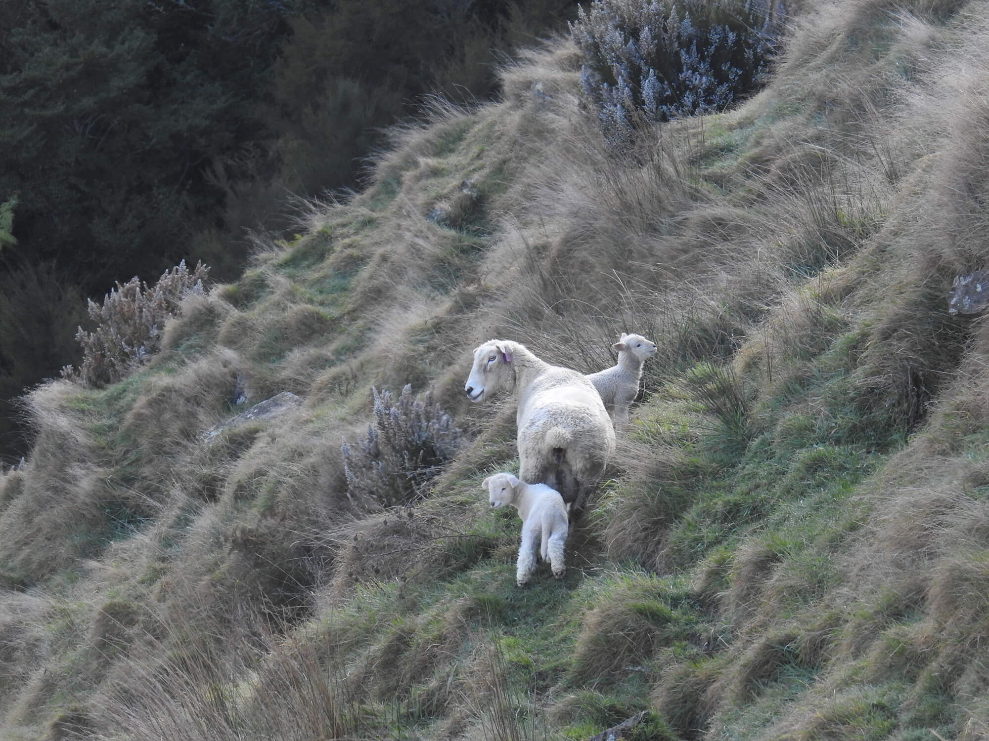 Kaituna Ridges - Stud