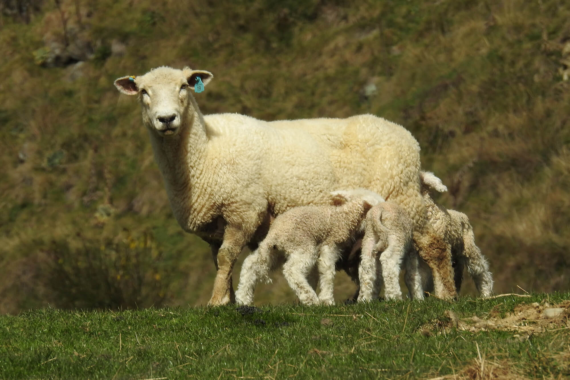 Kaituna Ridges - Prolific survivors