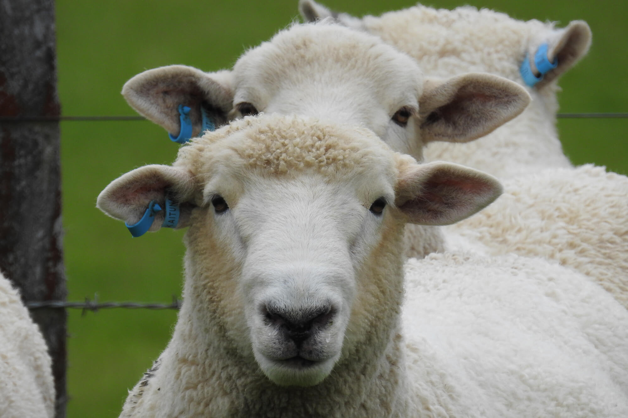 Kaituna Ridges - Low input and hill hardy