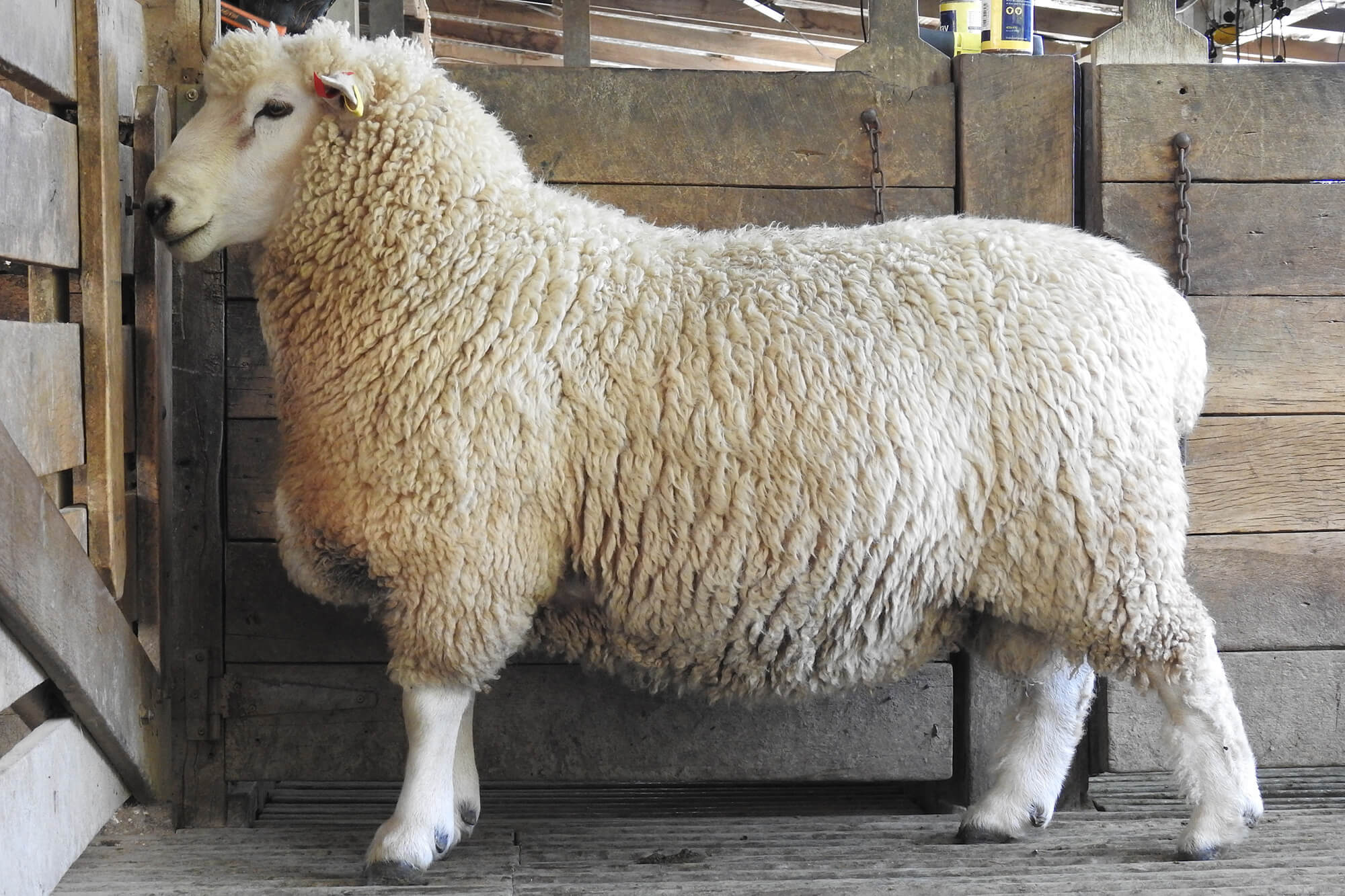 Kaituna Ridges - George the ram