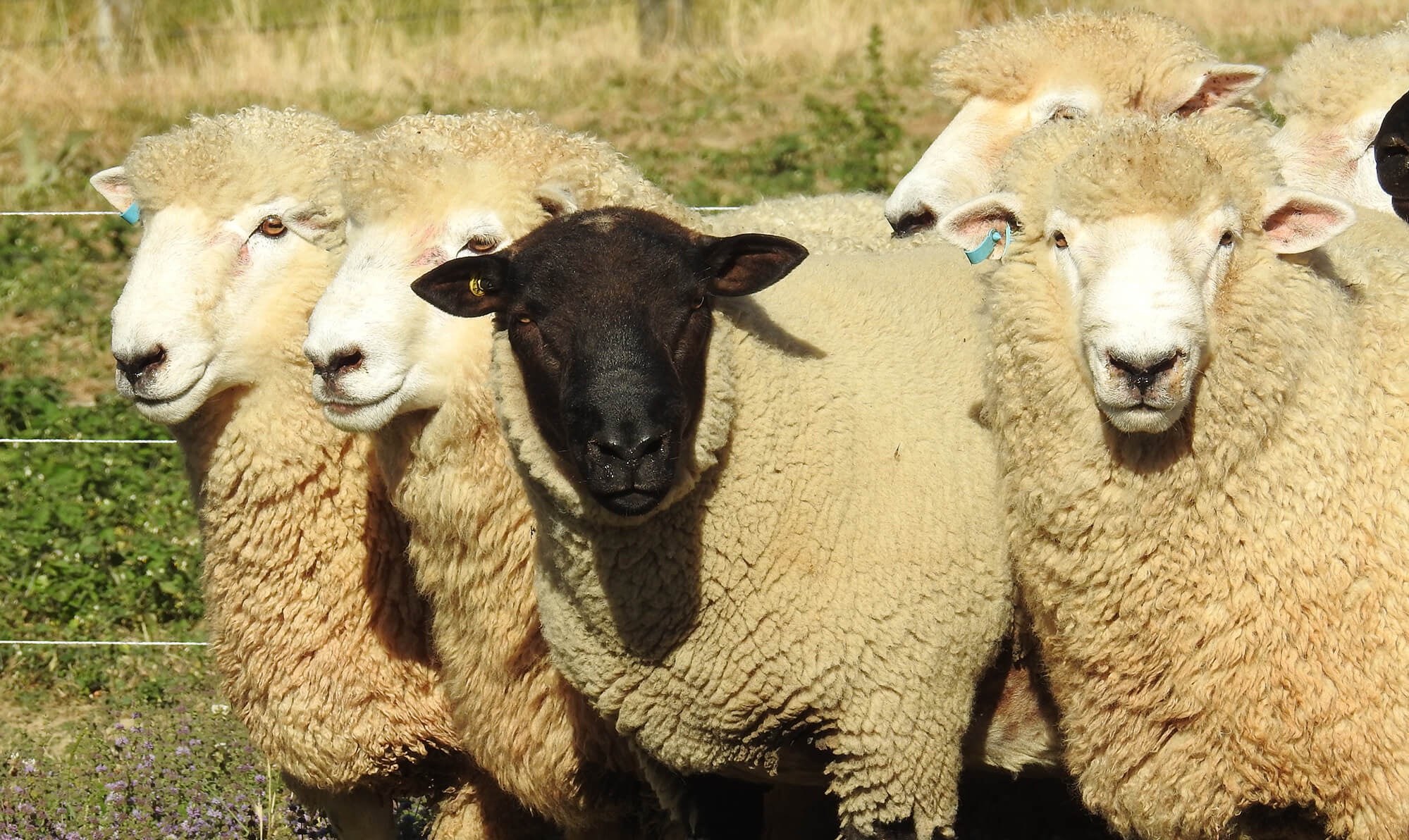 Kaituna Ridges - Built to last