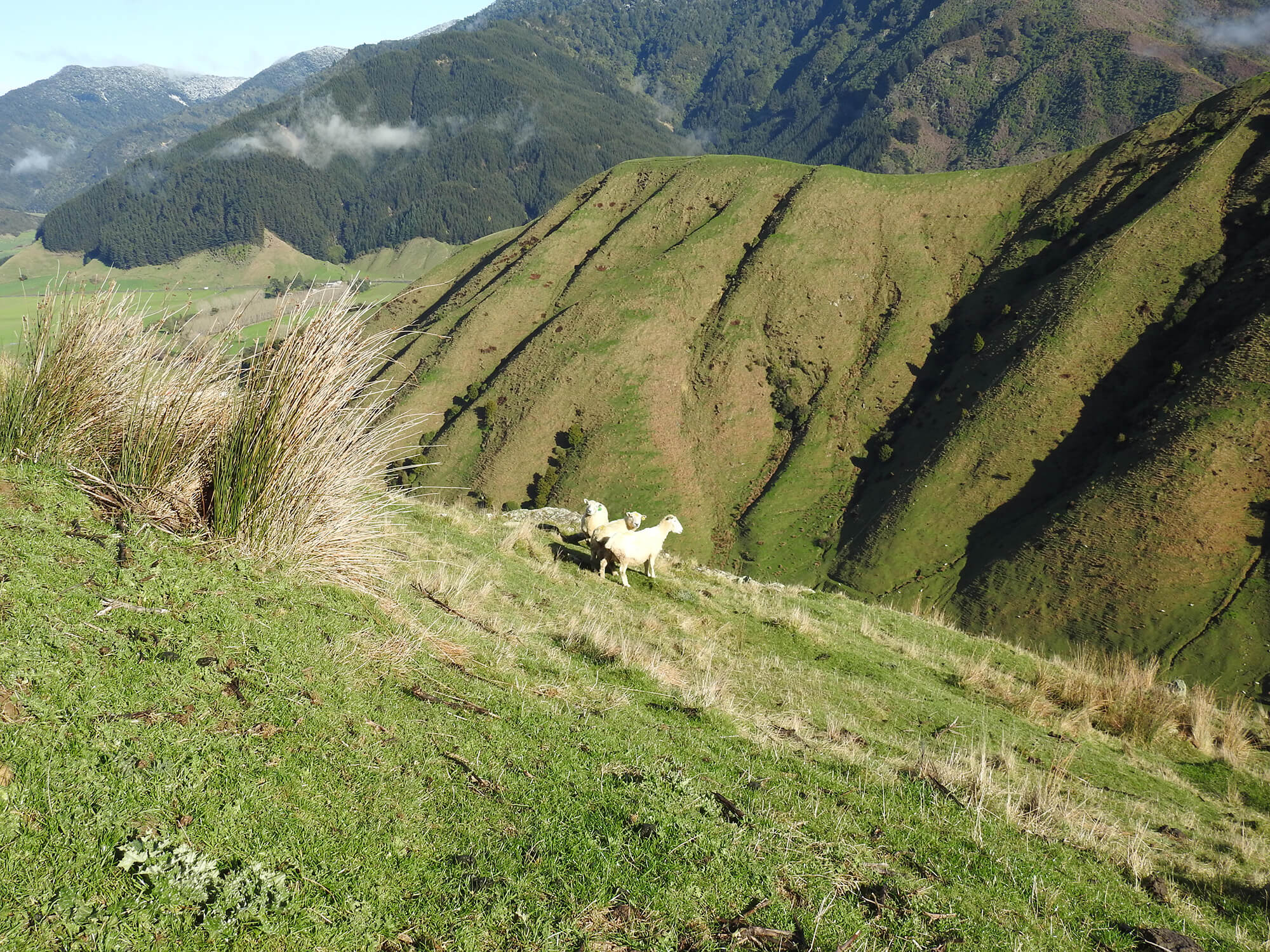 Kaituna Ridges - Stud