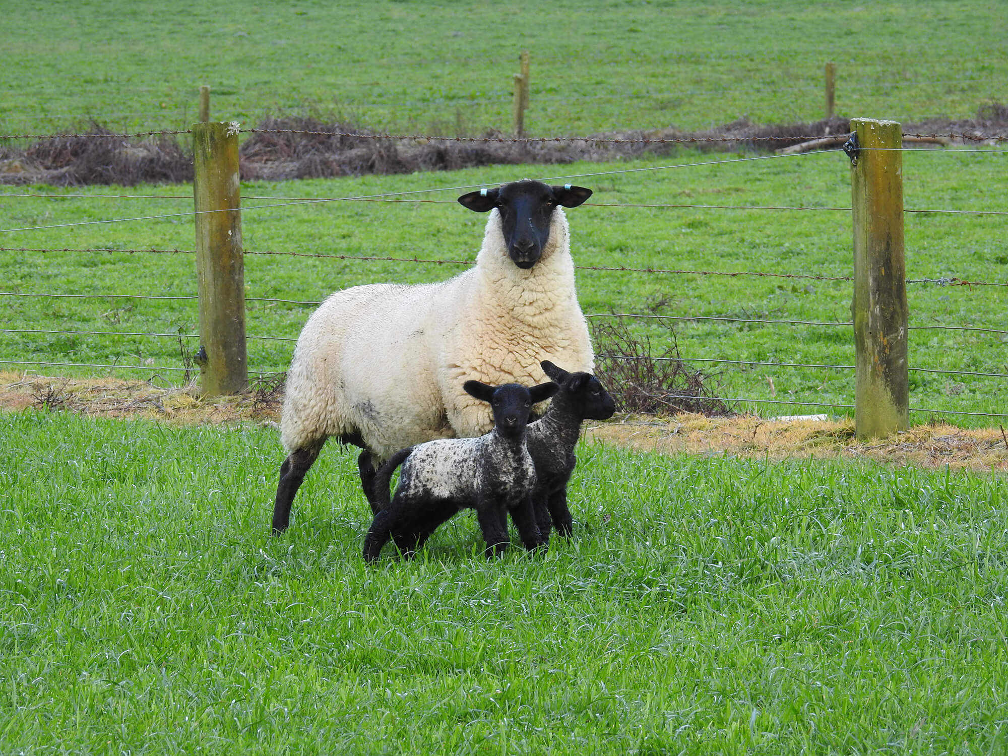 Kaituna Ridges - Stud