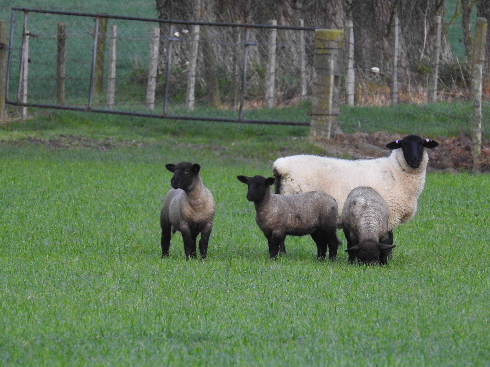 Kaituna Ridges - Stud