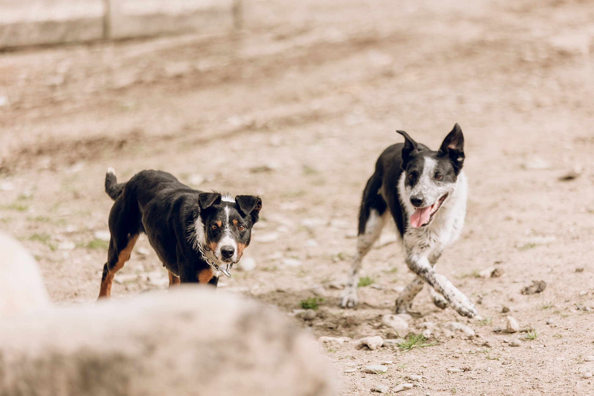 Kaituna Ridges - Sheep dogs